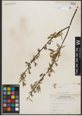 Foto von Salix petiolaris Sm.